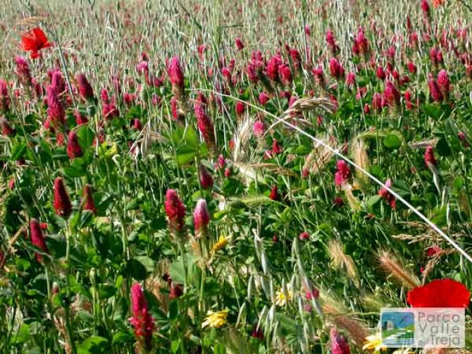 Corso teorico-pratico di riconoscimento delle erbe spontanee