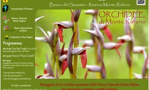 Le orchidee del bosco del Sasseto di Torre Alfina