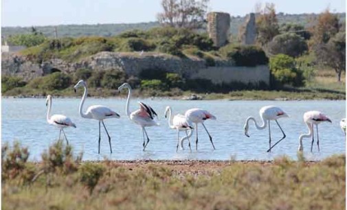 Festa per le “Saline Ritrovate”