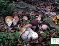 Parco di Veio – Al via il corso per il riconoscimento dei funghi