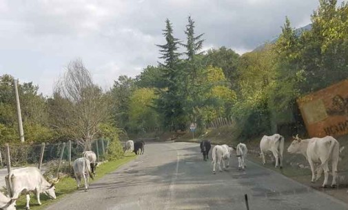 Carpineto – Bovini vaganti e inselvatichiti