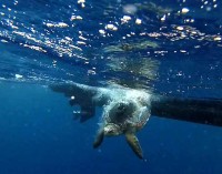 Tartaruga marina. Torna a nuotare, dopo le cure e la riabilitazione