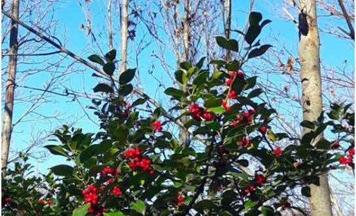 Agrifoglio, una pianta (protetta) del sottobosco, simbolo del Natale