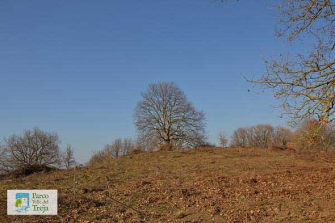 I Patriarchi verdi Censimento dei grandi alberi del Parco