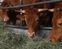 Foraggio radioattivo somministrato alle vacche di un’azienda agricola della Val di Vara