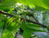 Prosegue la lotta biologica al Cinipide del castagno