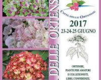 Profumi e colori per la Festa delle Ortensie al lago di Bolsena