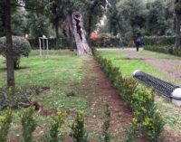 Frascati, avviato il ripristino delle perimetrazioni di bosso in Villa Torlonia