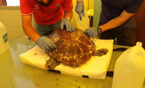 Tratta in salvo un esemplare di Tartaruga Caretta Caretta