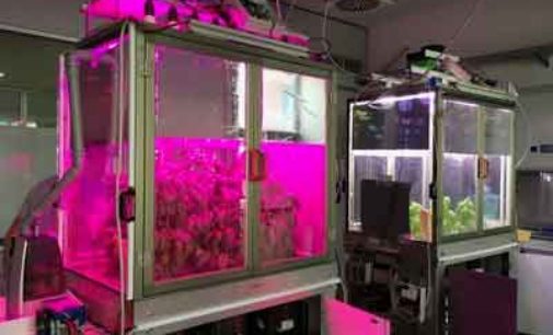 Agricoltura: ENEA realizza primo simulatore smart per coltivare piante al chiuso