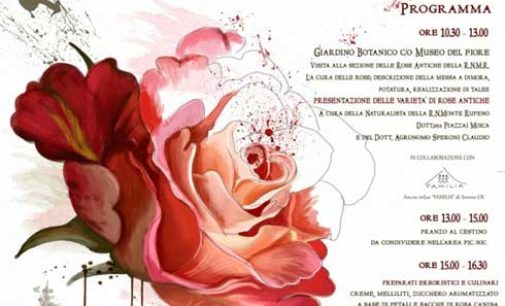 Le rose antiche al Museo del fiore: varietà e colori per il nostro giardino