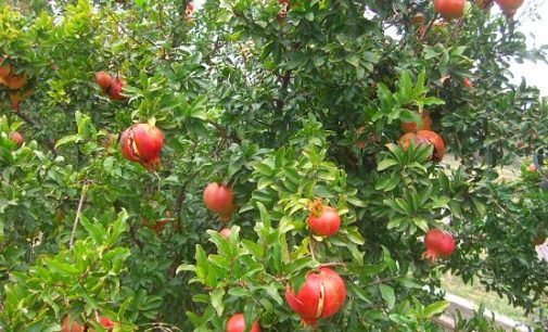 Landriana d’autunno