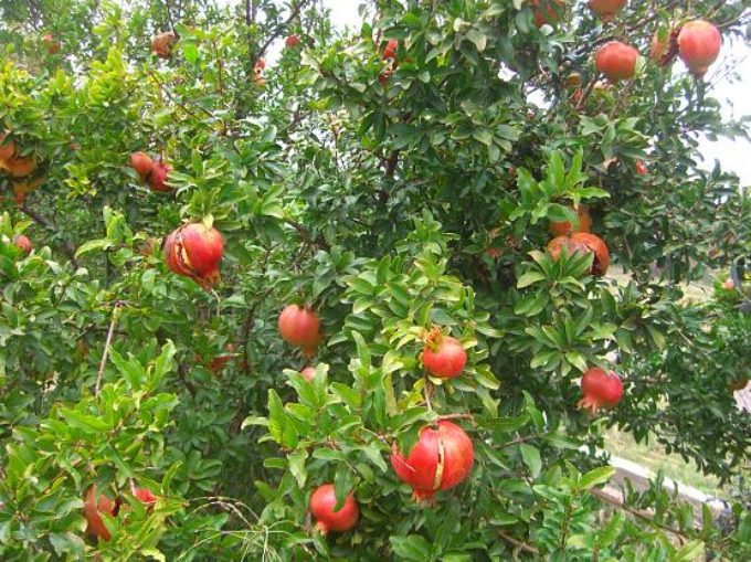 Landriana d’autunno