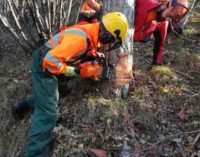 San Michele all’Adige – Verde urbano e ornamentale