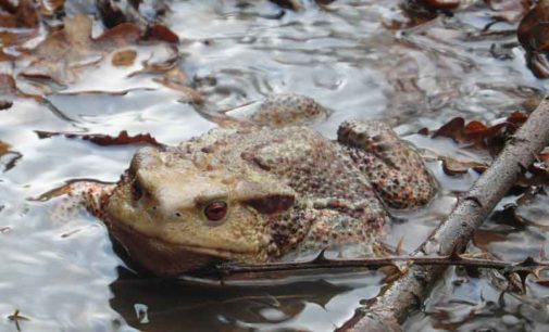 Giornata mondiale della Natura Selvatica 2019