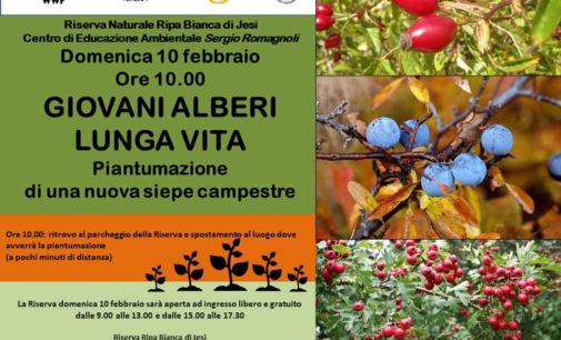 Riserva Ripa Bianca di Jesi – GIOVANI ALBERI, LUNGA VITA