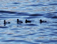   Censimento avifauna svernante dei laghi 2019