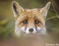 Parco Valle del Treja – Wild Europe  Mostra fotografica naturalistica al Parco