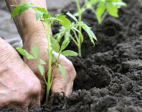 I benefici di occuparsi del giardino: quali attività svolgere per rilassarsi e fare movimento?