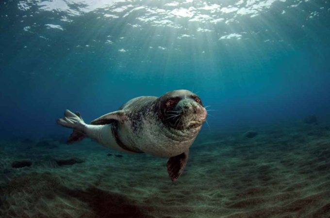 Buone notizie per la Foca Monaca del mediterraneo