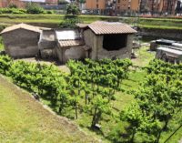 GIORNATE DELL’ ARCHEOLOGIA 2019  Visite al cantiere di Villa Regina a Boscoreale