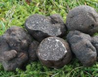 Tartufo e cioccolato a Canterano