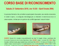 SERPENTI ITALIANI: CORSO BASE DI RICONOSCIMENTO