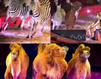Fantastico e travolgente, è lo show del Maya Orfei Circo Madagascar
