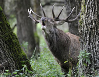 Non perderti le 100 foto di Natura più belle dell’anno!