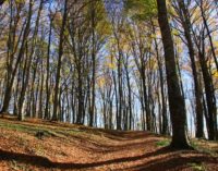 Tagli alla faggeta del lago di Vico: Italia Nostra Lazio investe l’Arma