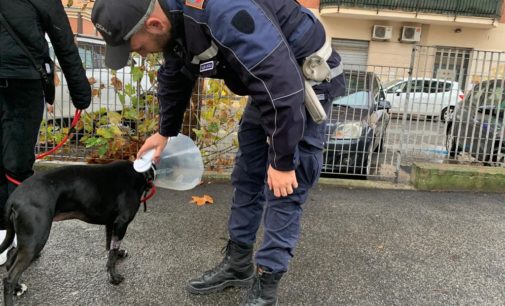 Pomezia – Microchip cani, al via controlli della Polizia locale