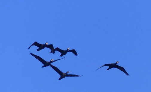 Il fascino degli uccelli acquatici: il cormorano