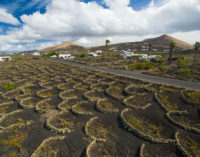 Vini delle Isole Canarie: dalla Malvasia Vulcanica al Forastera Gomera