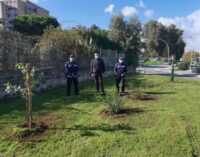 Verde a Pomezia, la Polizia locale dona 6 nuovi alberi e arbusti alla Città