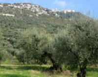 Raccolta delle olive, per il Capol l’olio sarà poco ma buono