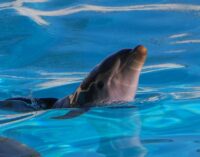 Grazie al cordone ombelicale della delfina Maya, importanti risultati nell’ambito della medicina rigenerativa
