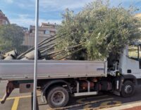 Pomezia – Zona 30 in via Carlo Alberto Dalla Chiesa, iniziata la messa a dimora dei nuovi alberi