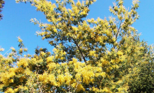 Tempo di mimose in ogni giornata dell’anno