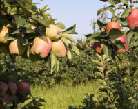 FARM TO FORK. Contraddizioni e illusioni della spinta al BIO