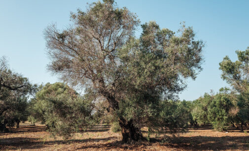 Cambiamenti climatici e malattie delle piante