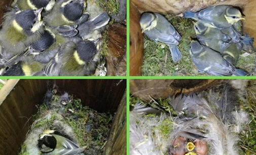 Cassette nido nel bosco, un rifugio sicuro per cinciarelle e cinciallegre