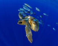 World Ocean Day: Isole Canarie custodi dell’ecosistema marino