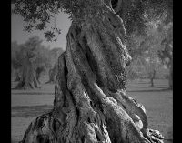 Gli ulivi di Puglia protagonisti di un progetto fotografico