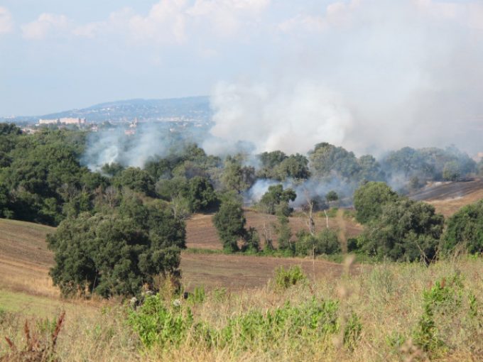 Divampano le fiamme nella Riserva Regionale della Sughereta di Pomezia