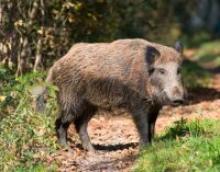 Si apre alla possibilità di sparare alla fauna selvatica nei Parchi