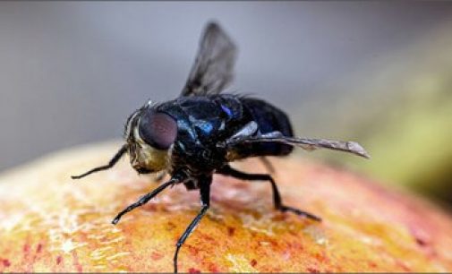 Agricoltura: cambiamenti climatici, studio sull’invasività delle mosche tropicali della frutta