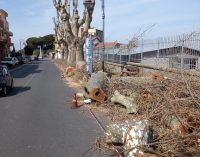 MARINO –    IMPORTANTI POTATURE E ABBATTIMENTI ALBERI