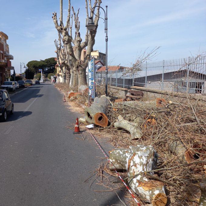 MARINO –    IMPORTANTI POTATURE E ABBATTIMENTI ALBERI