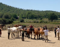 Alla scoperta della relazione uomo-animale e passeggiata nel bosco