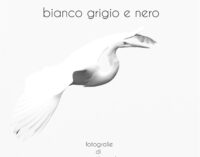 “bianco grigio e nero”, fotografie di Marco Branchi